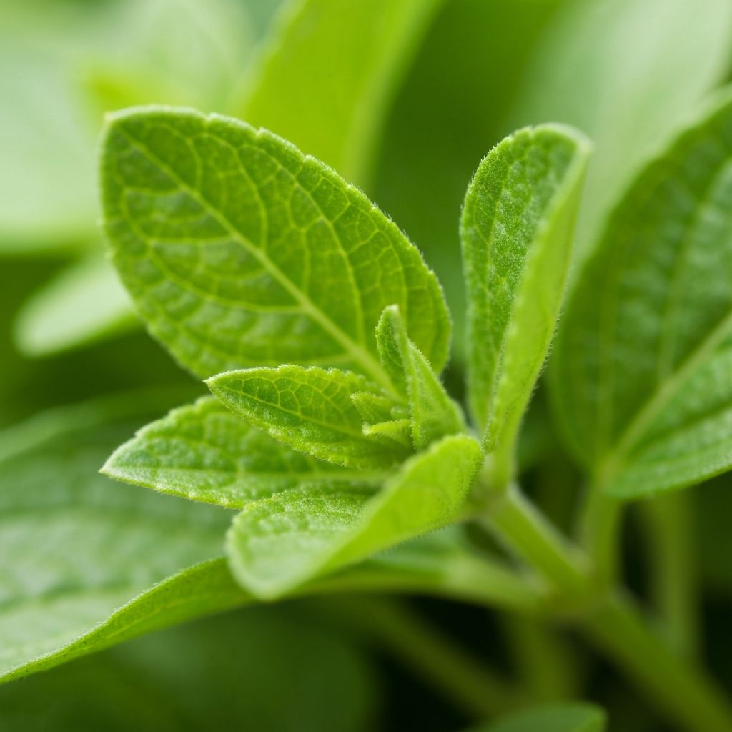 Kräuter in der Ernährung